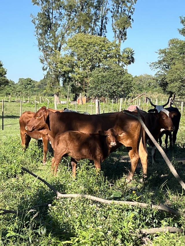 Manos trabajando la tierra