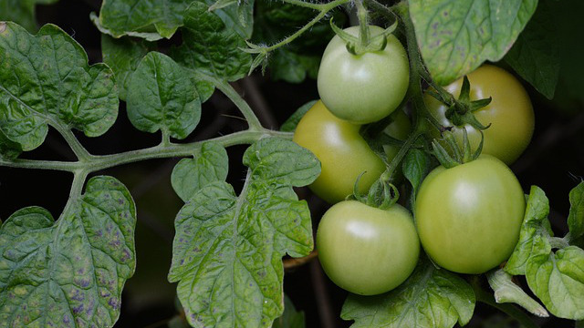 Verduras y Hortalizas